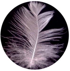 pluma copia pluma copia