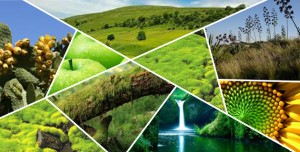 MONTAÑA VERDE MONTAÑA VERDE