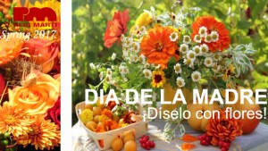díselo con flores alegres díselo con flores alegres